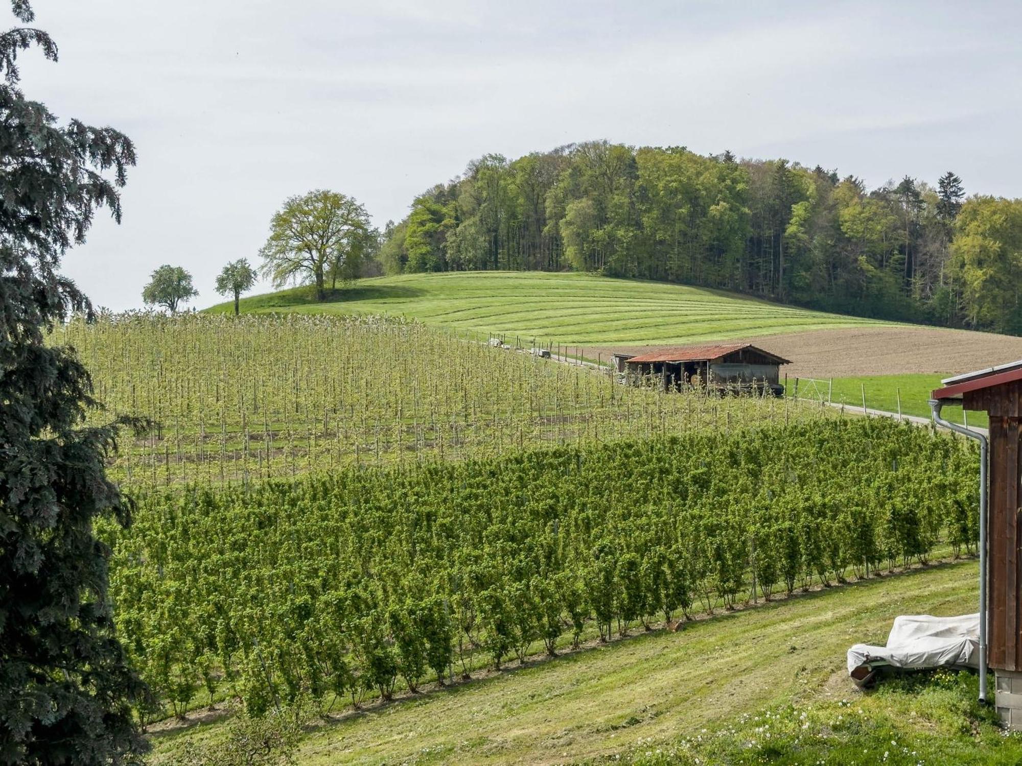 Ferienwohnung Lang Kressbronn am Bodensee Zewnętrze zdjęcie