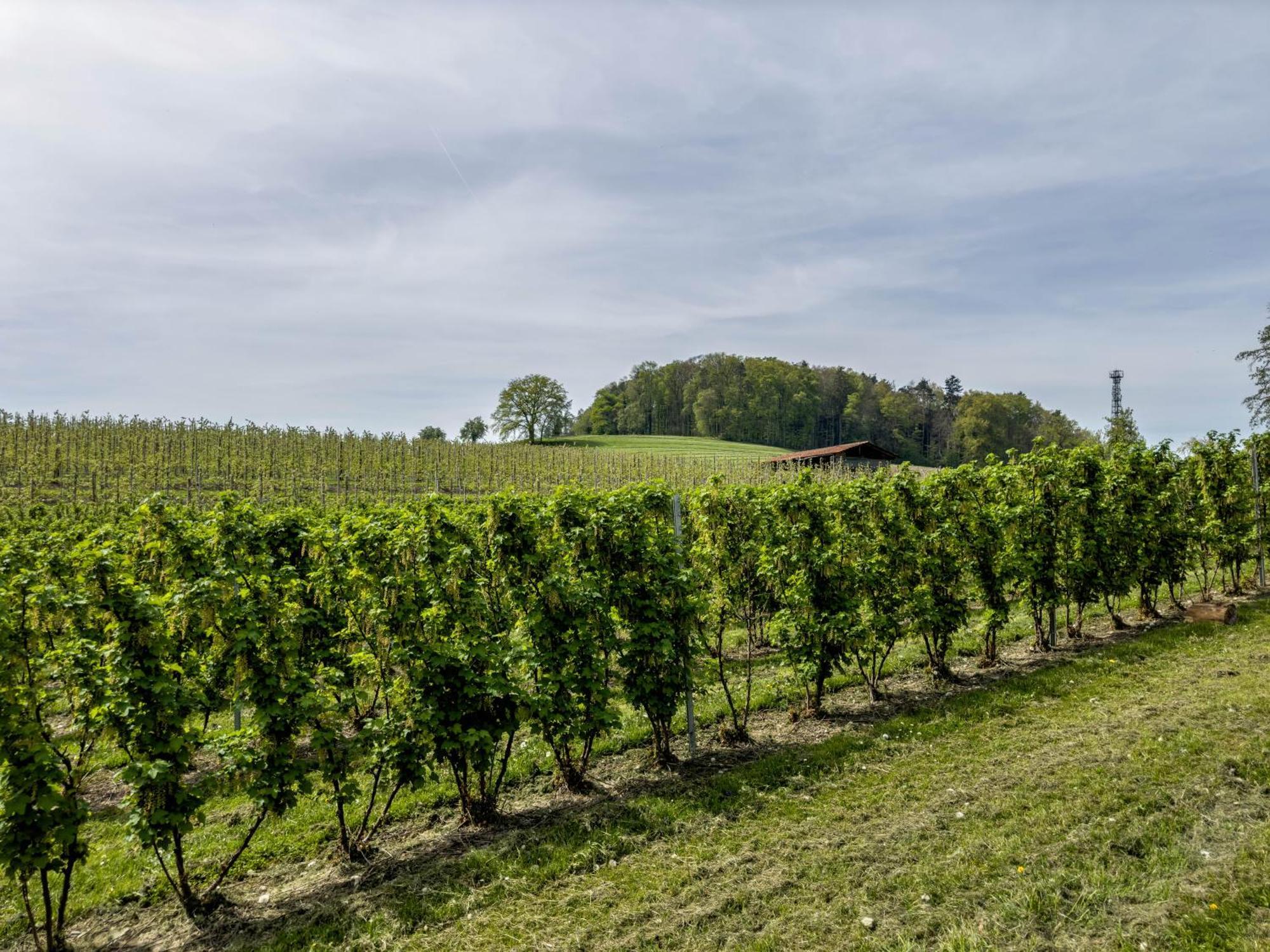 Ferienwohnung Lang Kressbronn am Bodensee Zewnętrze zdjęcie